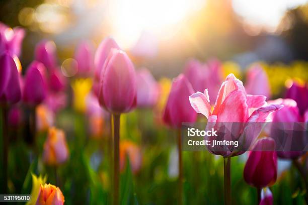 Spring Tulips Stock Photo - Download Image Now - Springtime, Flower, Tulip