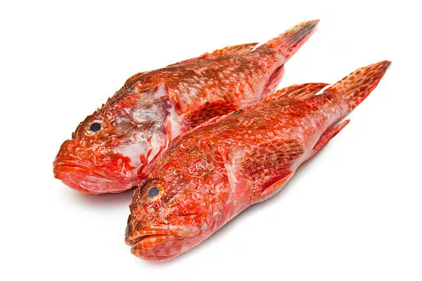Redfish isolated on white background