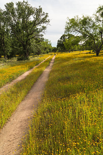istock Wildflower on Dirt Road 531195442