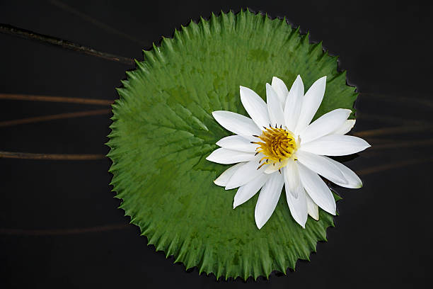 인명별 바하이 아이리스입니다 - water lily floating on water lotus leaf 뉴스 사진 이미지