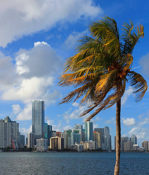 istock Miami skyline with palm tree in foreground 531196090