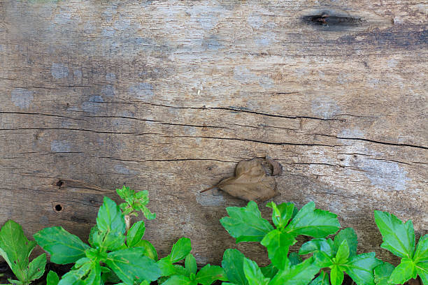 istock green ivy leaves over wooden background with copy space 531197036