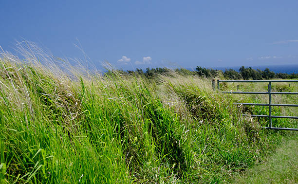 Gates to a grass field near Keokea beach Gates to a grass field along highway 270 near Keokea beach, Big Island, Hawaii pololu stock pictures, royalty-free photos & images