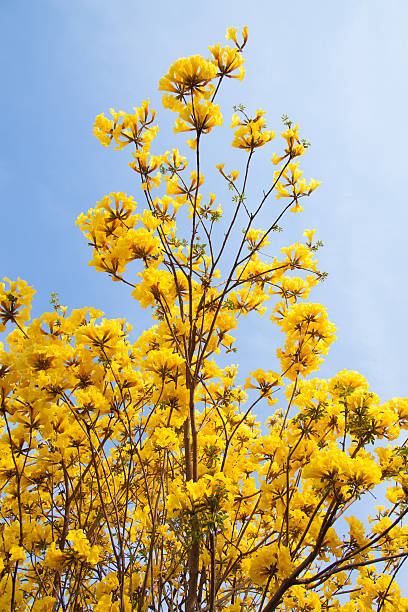 istock Yellow flower with blue sky background in garden 531197964