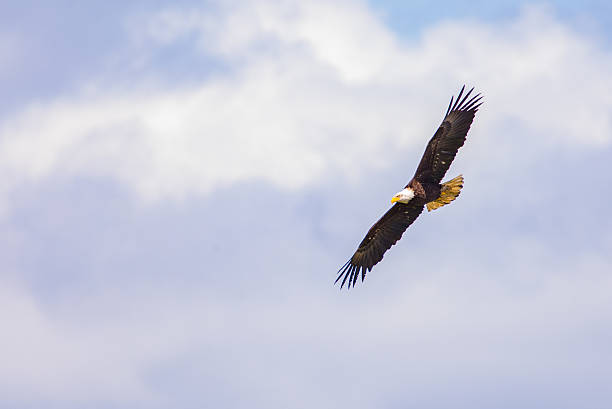 istock Adult Bald Eagle in flight. 531198020