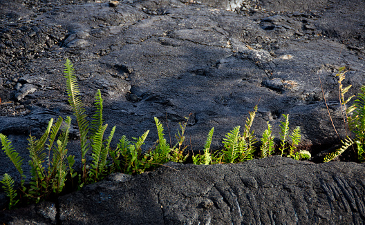 Amau fern breaks through Kalapana lava field, Puna district, Big Island