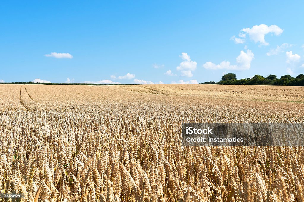 Summer grainfield in Germany Summer in Germany 2015 Stock Photo