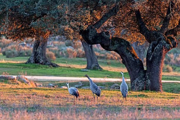 Crane Familie – Foto