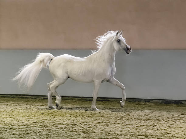 galloping cavalo árabe-garanhão de luz brilhante - horse arabian horse arabia white imagens e fotografias de stock