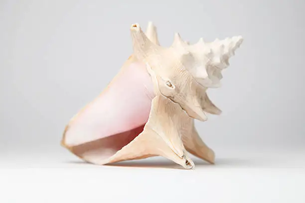 Photo of Shell