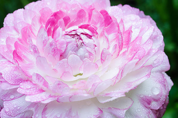 istock pink flower in the garden 531210371