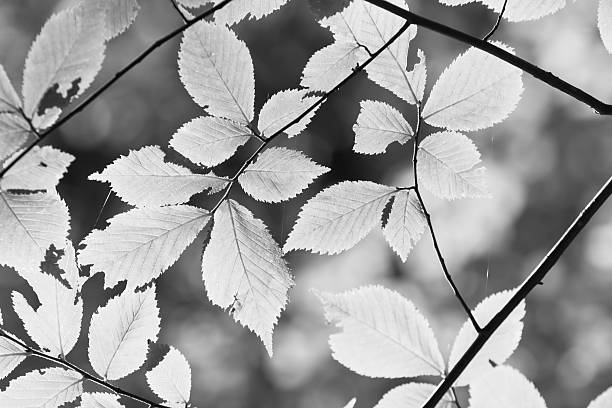 istock The leaves black and white 531210995