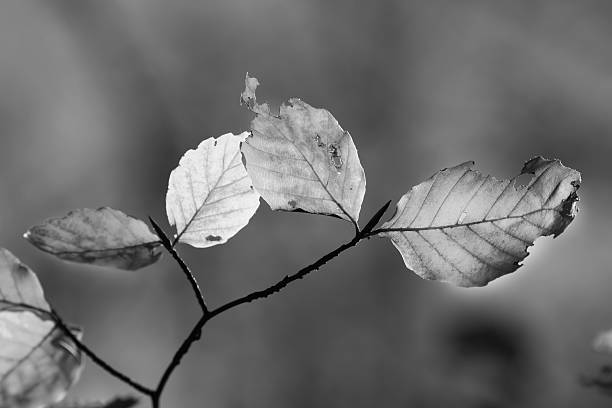 istock Leaves in autumn black and white 531210999