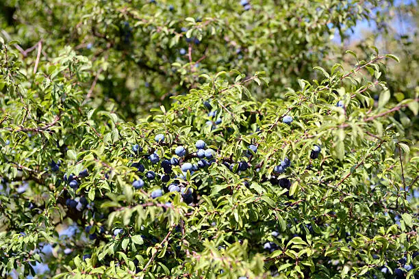 fruit of Blackthorn (Prunus spinosa)