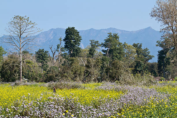 1.800+ Fotos, Bilder und lizenzfreie Bilder zu Terai iStock