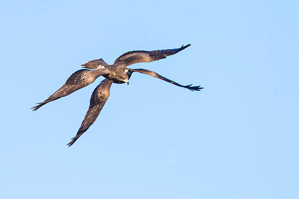 istock Two Black Kite flying in blue sky 531213609