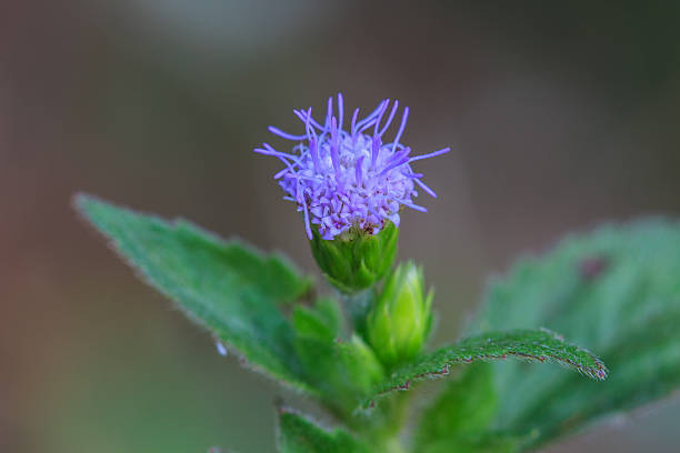 istock beautiful wild flower in forest 531213839