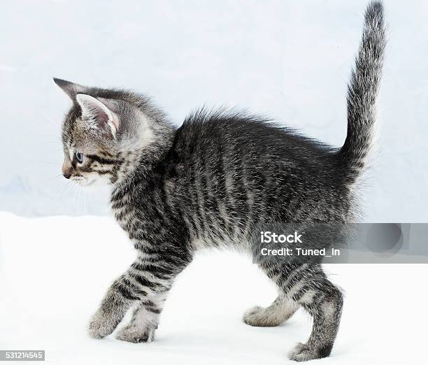 Domestic Cat Kitten Stock Photo - Download Image Now - 14-15 Years, 2015, Alertness