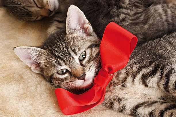 istock Domestic cat, kitten wearing red bow 531214561
