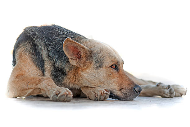 Isolado Cão perdido - fotografia de stock