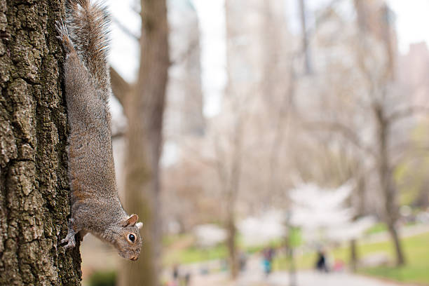 Squirrel on the tree in Central park