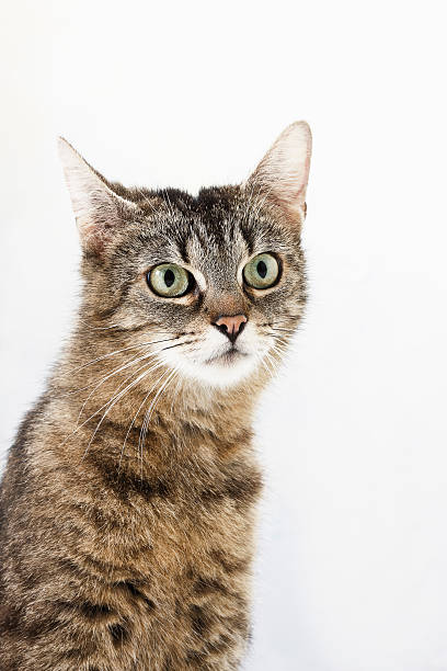 istock Domestic cat, kitten, portrait 531223587