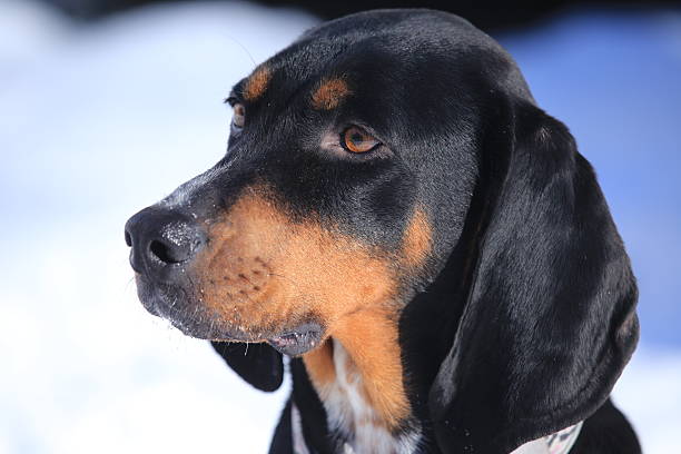 negro y tan coon hound dog retrato - hound fotografías e imágenes de stock