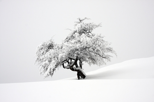 Small isolated tree covered with snow on a slope with foggy background