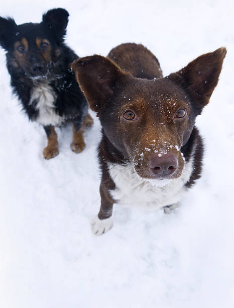 istock Pack of Dogs 531225815