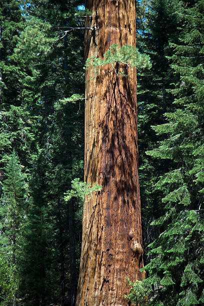 istock tall and big sequoias in beautiful sequoia national park 531226031