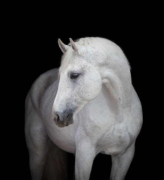 istock White horse head on black, isolated. 531226145