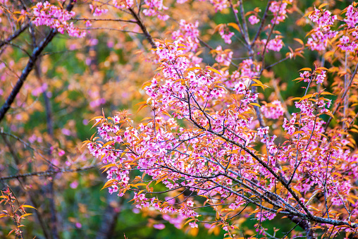 sakura in Thailand beautiful pink flower