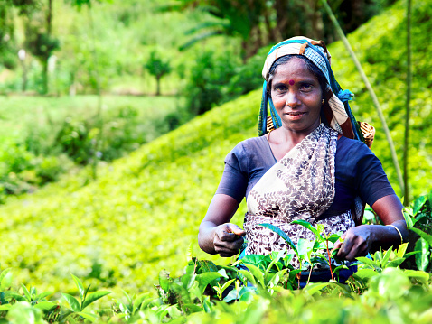 Women plucking tea leaves.