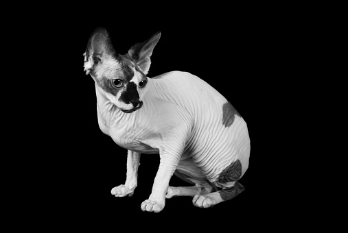 B&W horizontal studio shot on black of female Sphinx cat. Side view, half standing, showing body conformation and wrinkles.