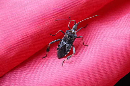 The stink bug, also called stinkbug, derives its name from its tendency to eject a foul smelling glandular substance secreted from pores in the thorax when disturbed. Many stink bugs and shield bugs are considered agricultural pest insects, because they can create large populations which feed on crops (damaging production), and they are resistant to many pesticides. They are a threat to cotton, corn, sorghum, soybeans, native and ornamental trees, shrubs, vines, weeds, and many cultivated crops.