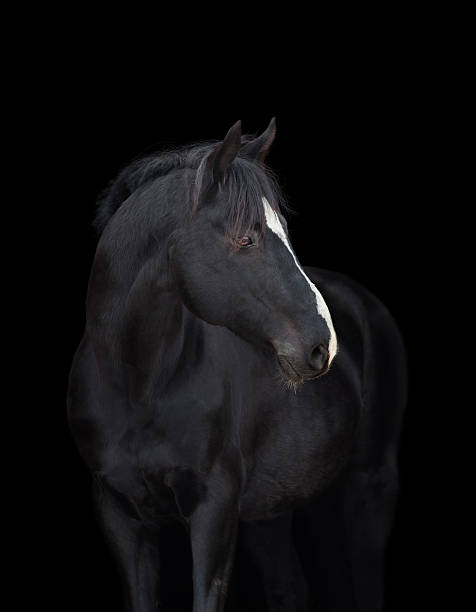 istock Black Holstein horse head on black background, isolated. 531227319