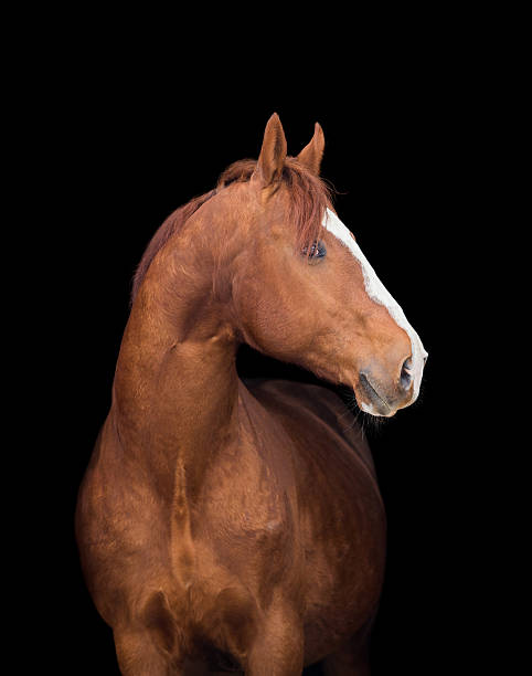 istock Chestnut horse head on black, close up. 531227331