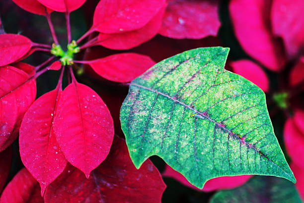 istock Red poinsettia flowers closeup 531227661