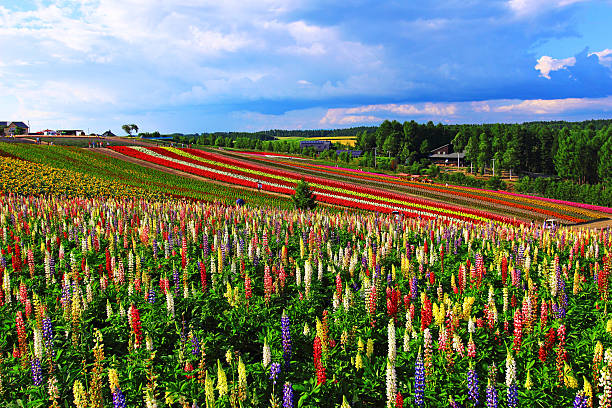 istock colourful flower and blue sky 531230163