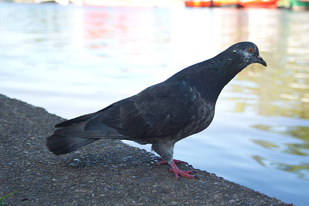 istock Dove to the riverside 531230697