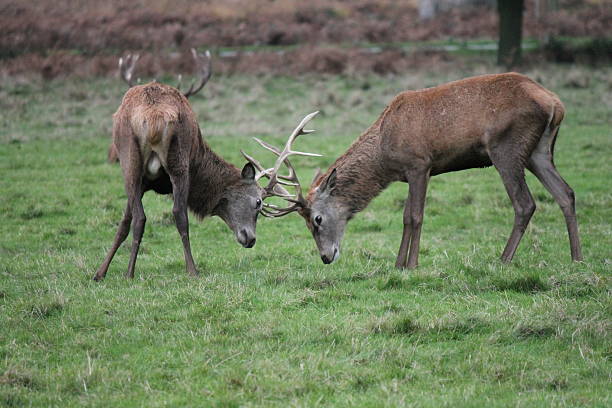 istock rutting male red deer stags 531231355