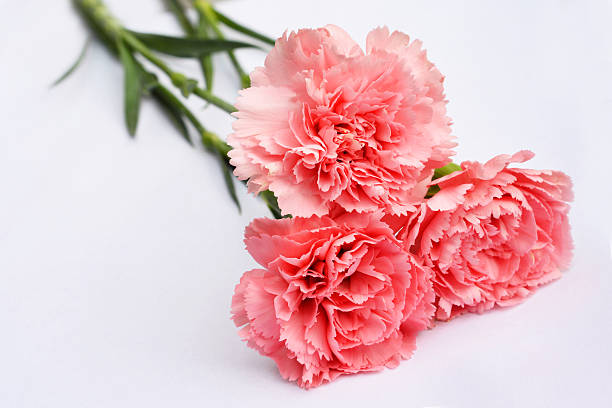 istock Pink Carnation flowers on a white background 531236871