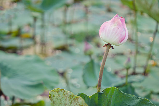 istock Lotus flower in a pond 531236970