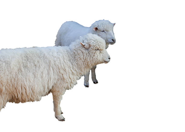 ovelhas - lamb merino sheep sheep horizontal - fotografias e filmes do acervo
