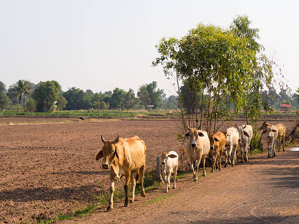 istock Crowd cow walking in a row on the country road 531237534