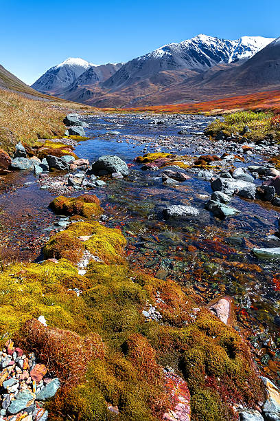 istock river of the mountain moss 531238147