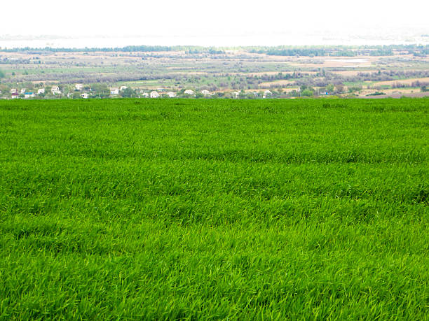istock Field of young green wheat on spring 531238566