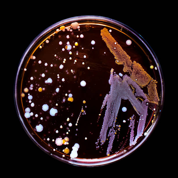 placas de petri com bactérias colónias, isolado num preto - bacterial colonies imagens e fotografias de stock