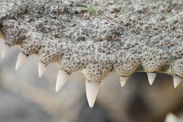 Orinoco Crocodile, crocodylus intermedius close-up, LOs Llanos, Venezuela