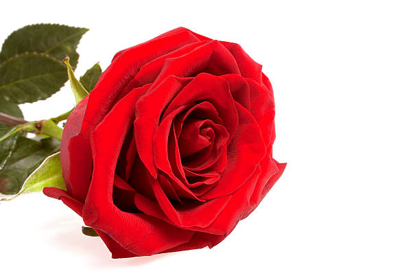 istock Single red rose flower isolated on a white background 531239111